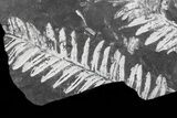 Wide Fossil Seed Fern Plate - Pennsylvania #73147-1